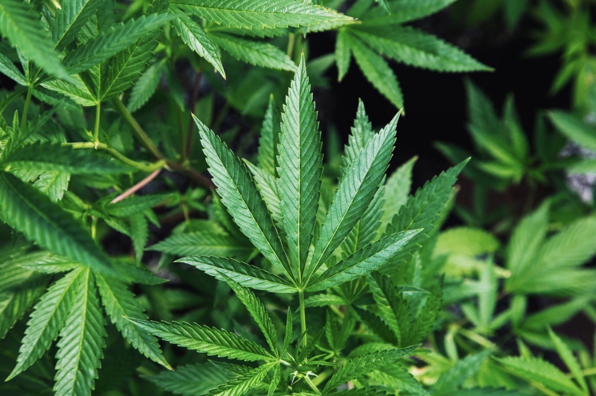 What is an HHC Cartridge? A Novel Way to Enjoy Cannabis